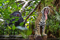 Belize Luxury Resorts